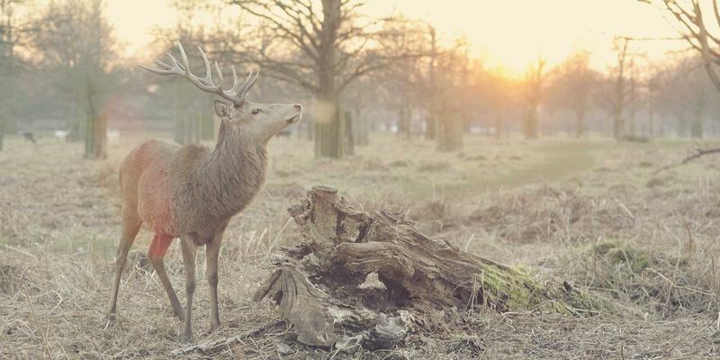 工业原料新突破：腙类席夫碱配合物合成与磁性研究引领分子基磁体开发