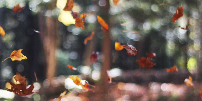 腙类离子液体：绿色溶剂与催化剂在有机合成中的协同革命